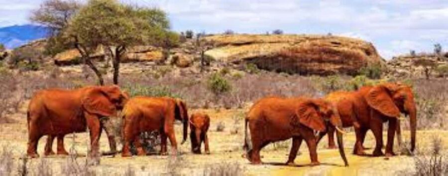 Day Tour to Tsavo East National Park - Why This Tour Offers Good Value