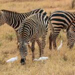 DAY TRIP AMBOSELI NATIONAL PARK FROM NAIROBI BUDGET SAFARI - The Value of This Safari Experience