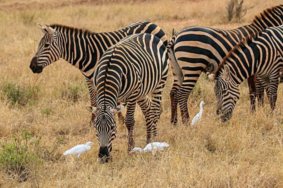 DAY TRIP AMBOSELI NATIONAL PARK FROM NAIROBI BUDGET SAFARI - The Value of This Safari Experience