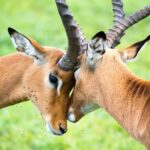 Day Trip: Amboseli National Park & Maasai Village  Nairobi - FAQ