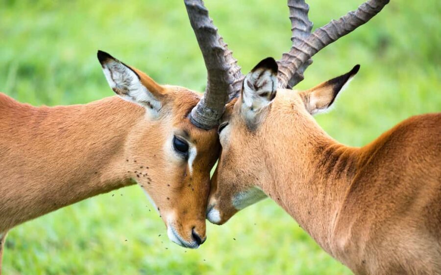 Day Trip: Amboseli National Park & Maasai Village  Nairobi - FAQ