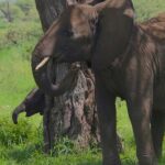 Day trip from Dar-es-Salaam to Mikumi National Park - What to Expect During the Day Trip