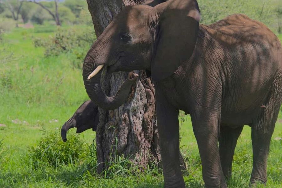 Day trip from Dar-es-Salaam to Mikumi National Park - What to Expect During the Day Trip
