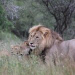 Day trip from Dar-es-Salaam to Mikumi Park by luxury train - Journeying to Mikumi: What the Day Looks Like
