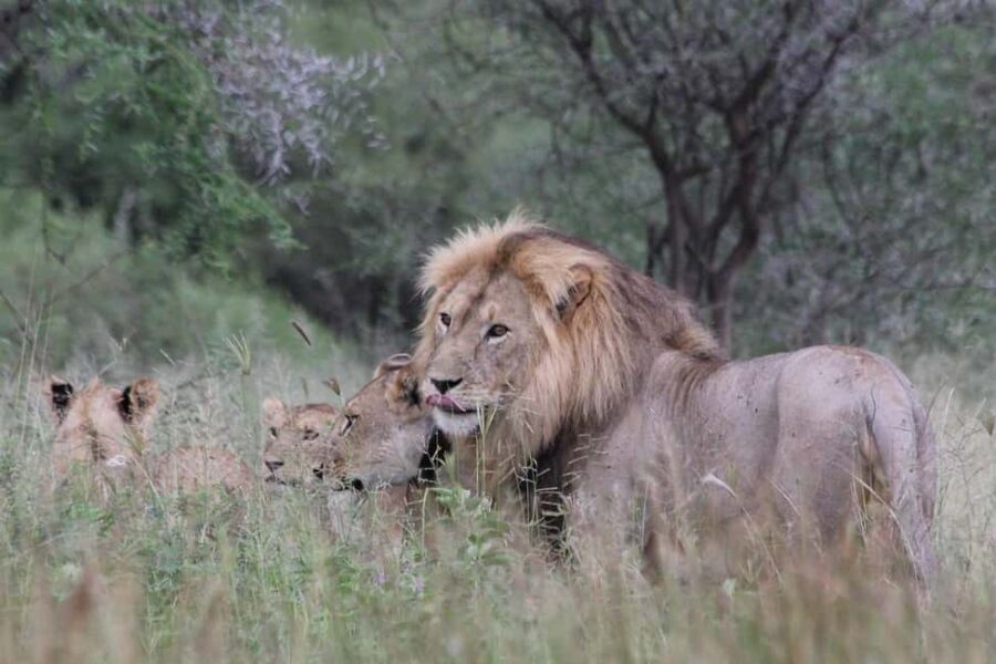Day trip from Dar-es-Salaam to Mikumi Park by luxury train - Journeying to Mikumi: What the Day Looks Like
