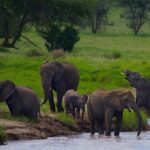 Day trip from Zanzibar to Mikumi National Park by flight - Arriving at Mikumi: The Gateway to Wildlife