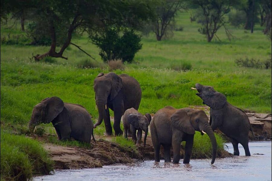 Day trip from Zanzibar to Mikumi National Park by flight - Arriving at Mikumi: The Gateway to Wildlife