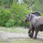 Day trip from Zanzibar to Nyerere National Park by flight - The Itinerary Breakdown and Travel Logistics