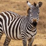 Day trip from Zanzibar to Nyerere National Park by flight - Overview of the Experience