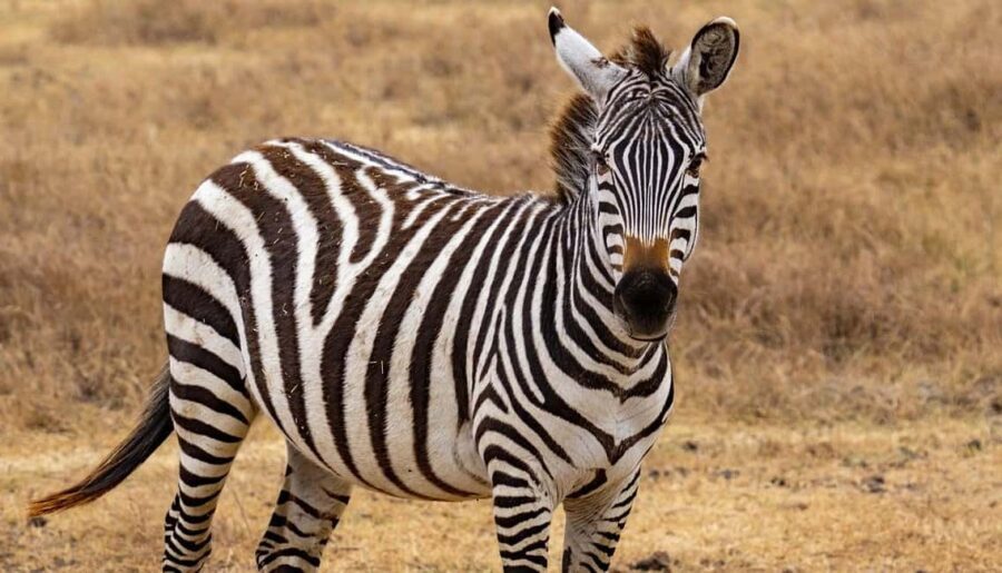 Day trip from Zanzibar to Nyerere National Park by flight - Overview of the Experience