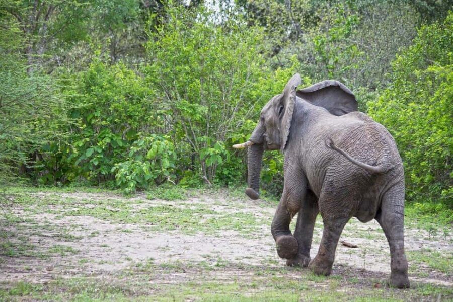 Day trip from Zanzibar to Nyerere National Park by flight - The Itinerary Breakdown and Travel Logistics