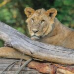 Day trip - Lake Nakuru national park from Nairobi - The Sum Up