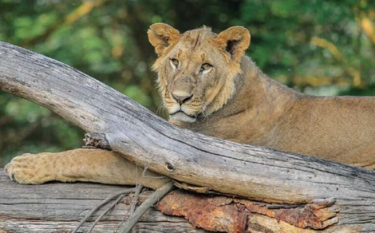 Day trip - Lake Nakuru national park from Nairobi - The Sum Up