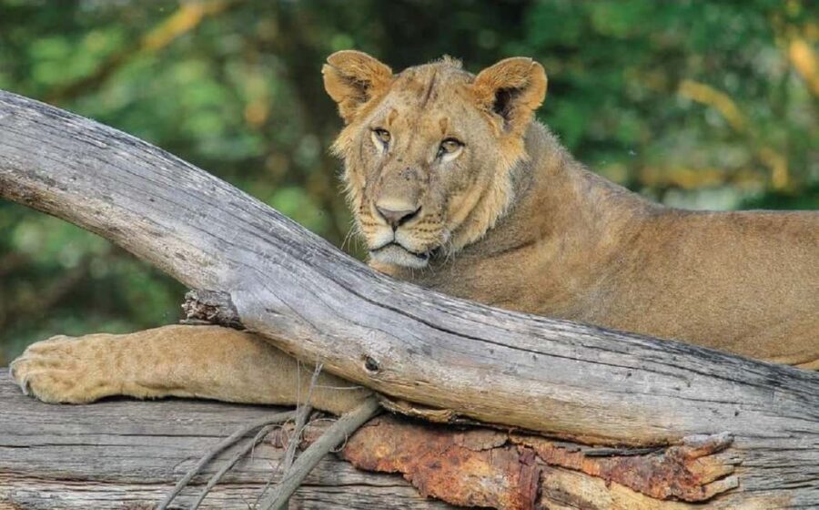 Day trip - Lake Nakuru national park from Nairobi - The Sum Up