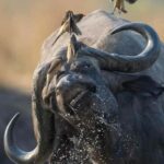 Day Trip Safari from zanzibar to mikumi using ferry and car - Day Two: Full-Day Game Drive in Mikumi National Park