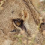 Day Trip Safari to Mikumi National. - The Game Drive Experience