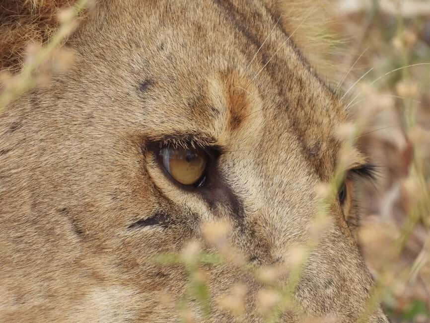 Day Trip Safari to Mikumi National. - The Game Drive Experience
