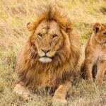 Day Trip to Amboseli National Park from Nairobi - What’s Included and What to Expect
