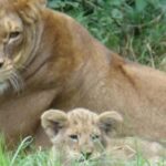 Day trip to Amboseli National park from Nairobi - What’s Included and What’s Not