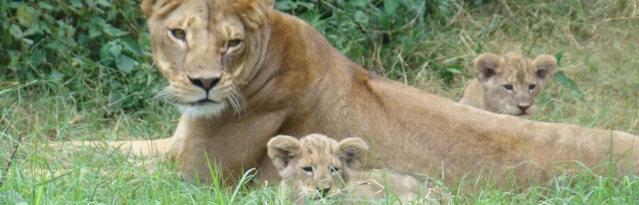 Day trip to Amboseli National park from Nairobi - What’s Included and What’s Not