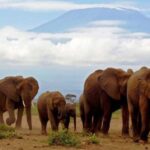 Day Trip to Amboseli National Park from Nairobi. - An In-Depth Look at the Amboseli Day Trip