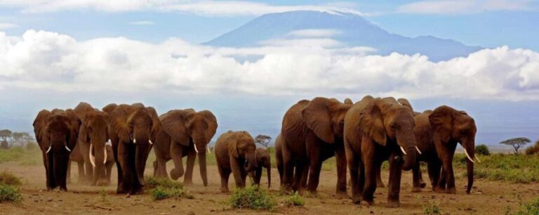 Day Trip to Amboseli National Park from Nairobi. - An In-Depth Look at the Amboseli Day Trip
