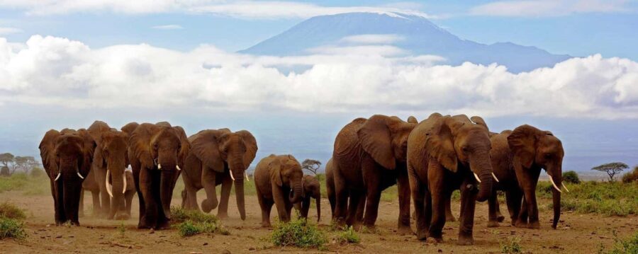 Day Trip to Amboseli National Park from Nairobi. - An In-Depth Look at the Amboseli Day Trip