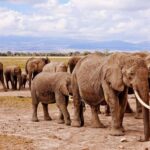 Day Trip to Amboseli National Park From Nairobi ( Private) - The Details: Whats Included and What to Consider