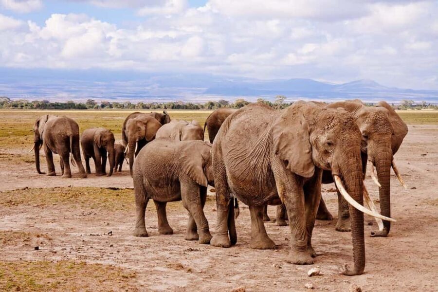 Day Trip to Amboseli National Park From Nairobi ( Private) - The Details: Whats Included and What to Consider