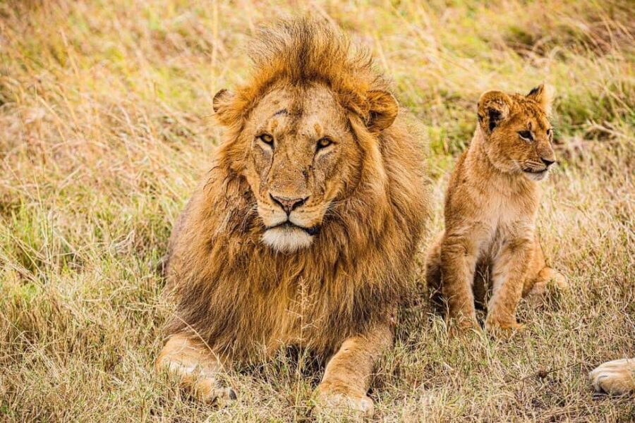 Day Trip to Amboseli National Park from Nairobi - What’s Included and What to Expect