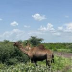 Day Trip to Melka Kunture, Adadi Maryam and Tiya - Analyzing the Experience: What Works Well