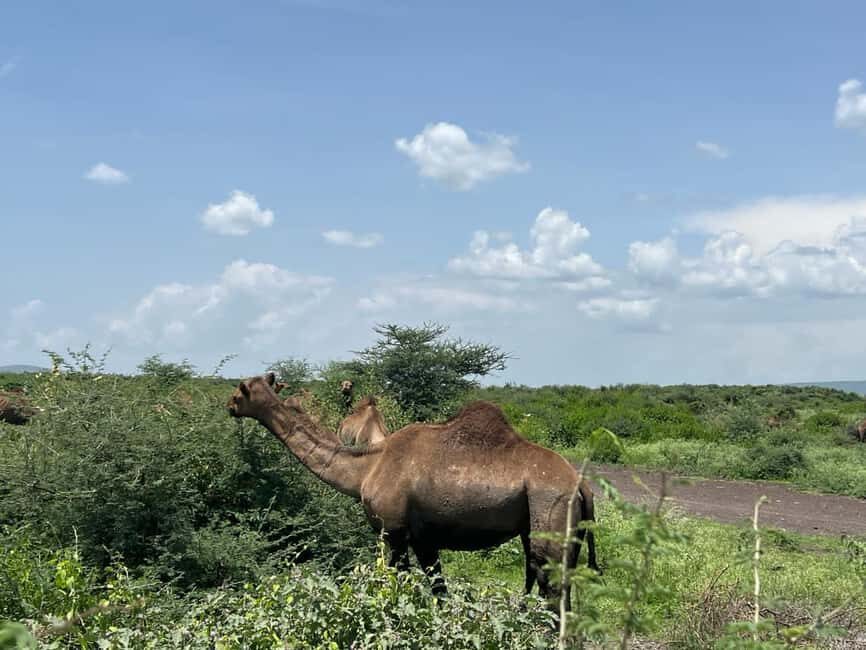 Day Trip to Melka Kunture, Adadi Maryam and Tiya - Analyzing the Experience: What Works Well
