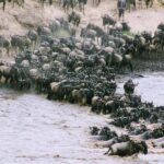 Day trip to Ngorongoro Crater National Park from Arusha - What’s Included and What You’ll Need to Know