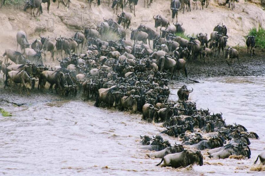 Day trip to Ngorongoro Crater National Park from Arusha - What’s Included and What You’ll Need to Know