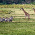 Day trip to Nyerere National Park from Dar-es-Salaam by car - Why You Should Consider This Tour