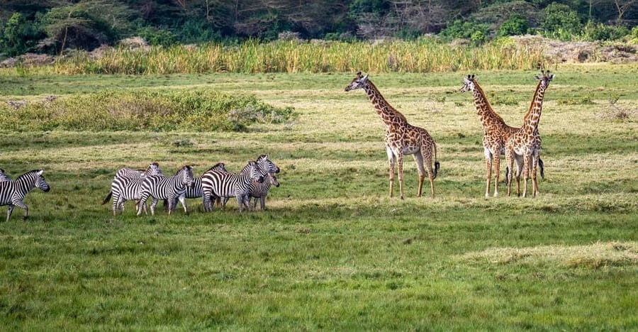 Day trip to Nyerere National Park from Dar-es-Salaam by car - Why You Should Consider This Tour