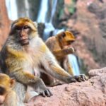 Day Trip To Ouzoud Waterfalls (Guide Hik & Boat option) - What Makes This Tour Special?