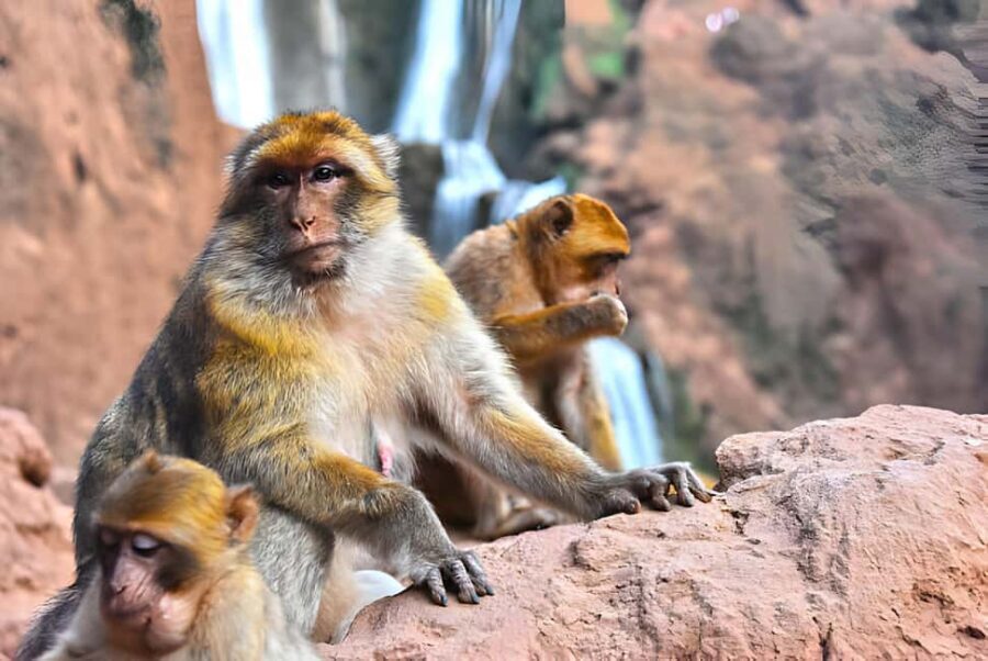 Day Trip To Ouzoud Waterfalls (Guide Hik & Boat option) - What Makes This Tour Special?