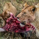 Day Trip to Tarangire National Park - What to Expect from the Tour