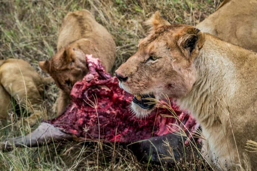 Day Trip to Tarangire National Park - What to Expect from the Tour