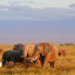 Day Trip to Tarangire National Park - Why This Tour Offers Great Value