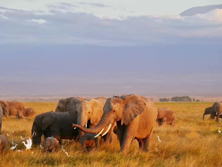 Day Trip to Tarangire National Park - Why This Tour Offers Great Value