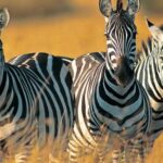 Day Trip to Tarangire National Park from Arusha - The Itinerary Breakdown: What You’ll Experience