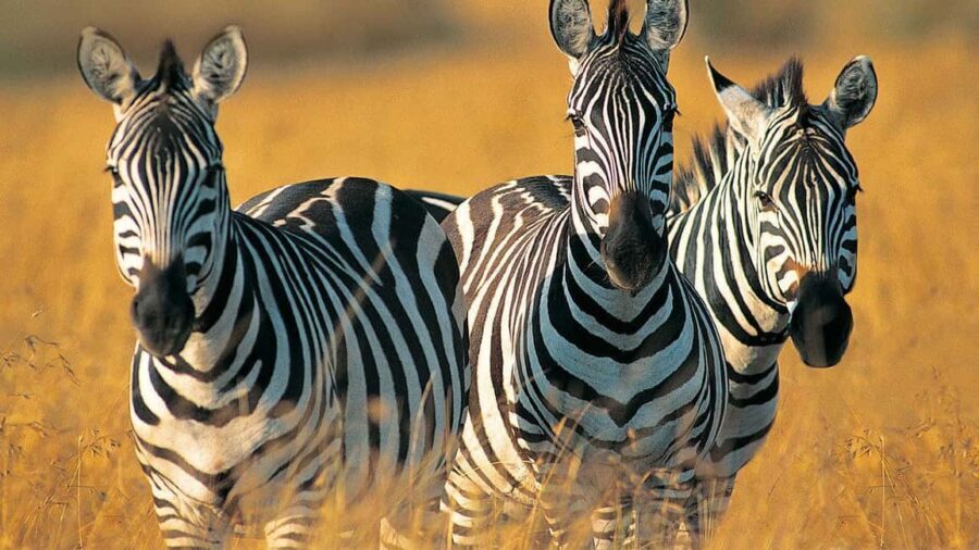 Day Trip to Tarangire National Park from Arusha - The Itinerary Breakdown: What You’ll Experience