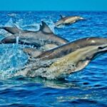 Day trip to Wasini islands from Diani - What You Can Expect: Practical Details and Highlights