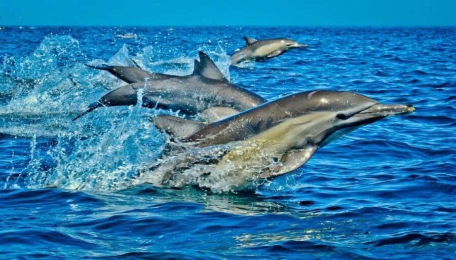 Day trip to Wasini islands from Diani - What You Can Expect: Practical Details and Highlights