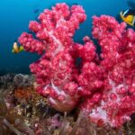 Daymaniyat Diving Trip - Authentic Experiences and Reviewer Insights