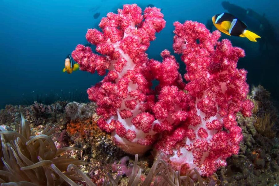 Daymaniyat Diving Trip - Authentic Experiences and Reviewer Insights