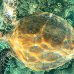 Daymaniyat Island: Snorkelling Tour with Tasty Lunch - Authentic Insights from Reviews