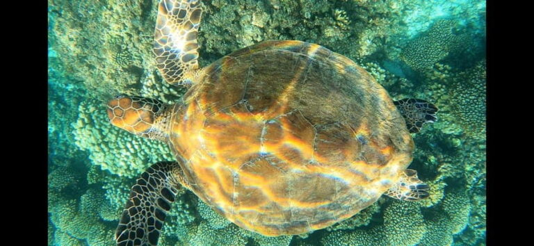Daymaniyat Island: Snorkelling Tour with Tasty Lunch - Authentic Insights from Reviews